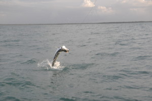 tarpon 256