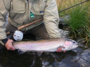 Steelhead