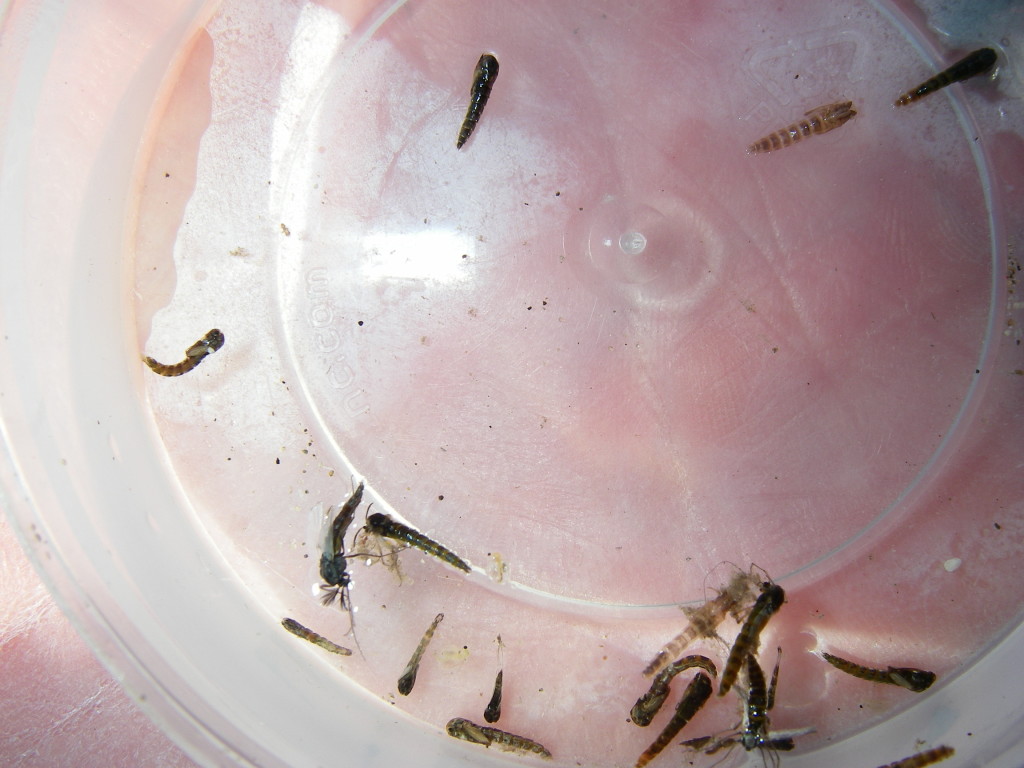 Lenice Chironomids