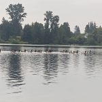 blackmans-lake-geese.jpg